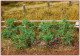 Faller 181259, EAN 4104090812591: H0 18 Tomatenpflanzen